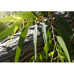 eucalyptus citriodora