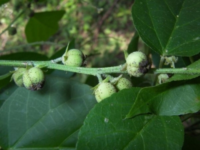 Be aware that on the market an oil supposed to be “Croton geayi”